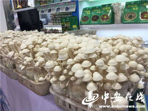 皖農滬上送年貨 第十六屆上海農展會開幕，安徽特色農產品組團亮相
